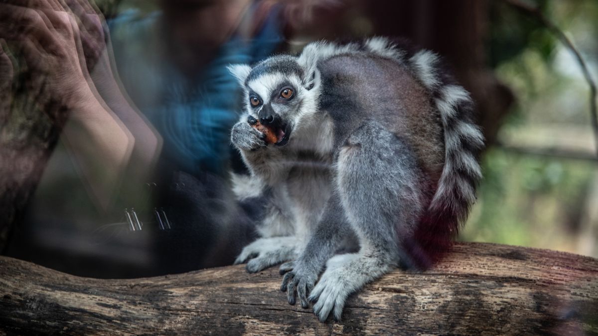 FOTO: Zvířata v pražské zoo měla dýňové hody